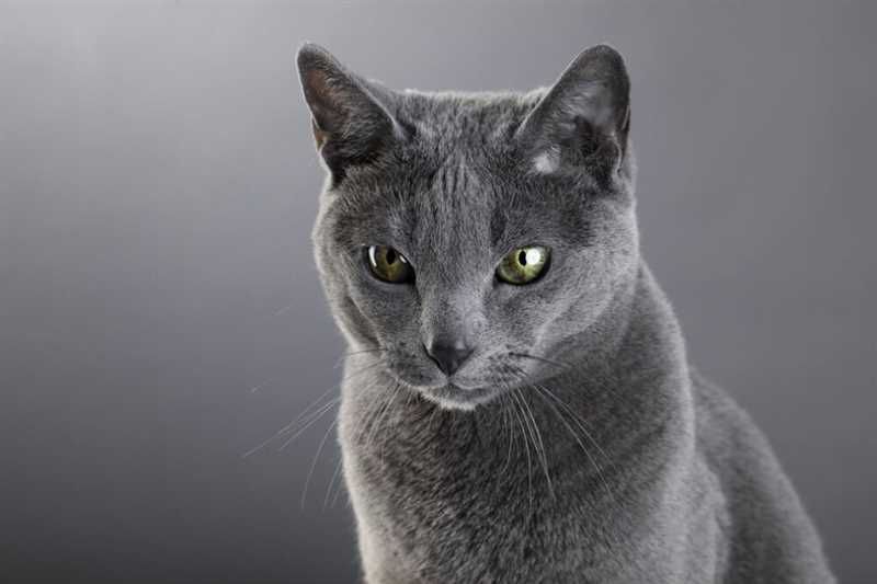Особенности питания русской голубой кошки