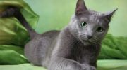 Русская голубая кошка — особенности породы, характер и уход
