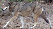 Рыжий волк (Canis rufus) — особенности и обитание