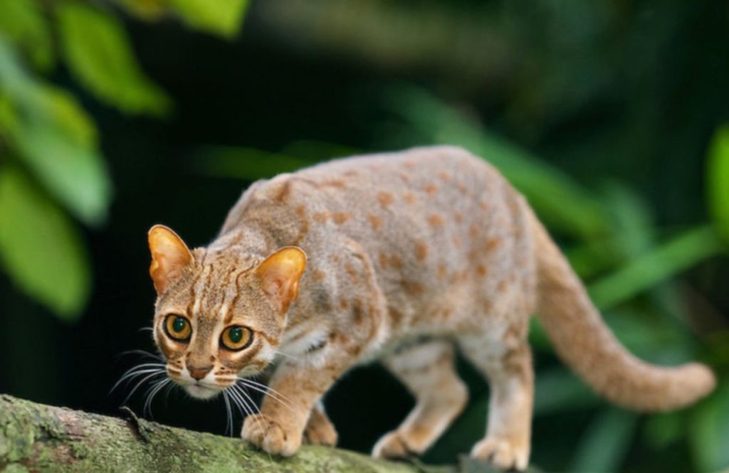 Ржавая кошка или пятнисто-рыжая кошка