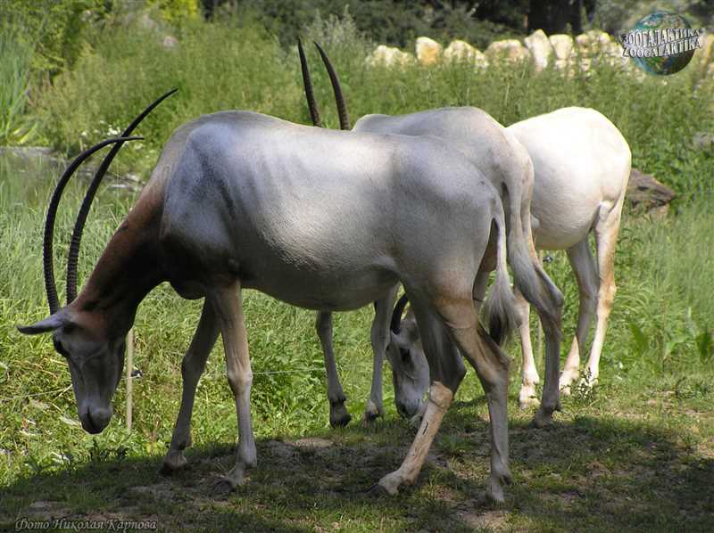 Интересные факты о саблерогой антилопе