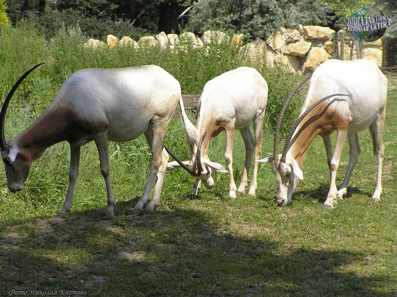 Популяция и численность Саблерогой антилопы