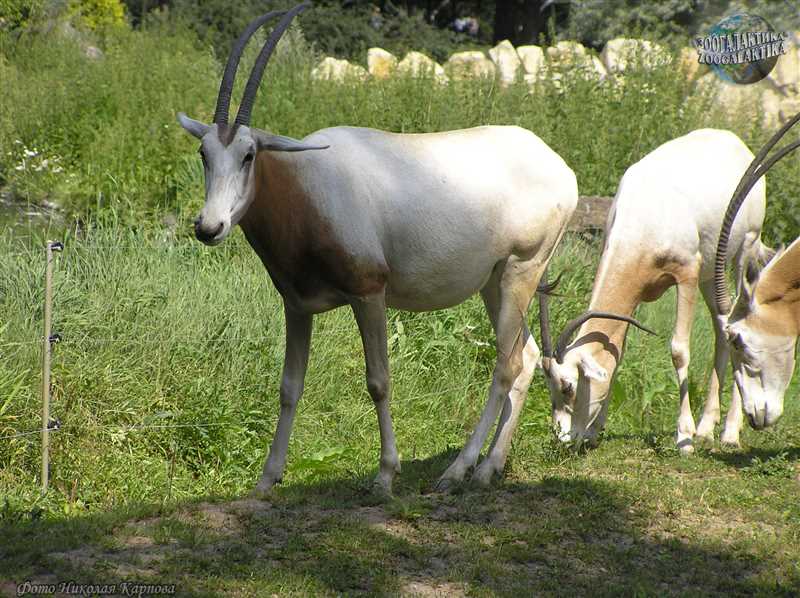 Саблерогая антилопа (Oryx dammah)