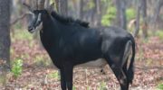 Саблерогая антилопа — особенности и сохранение вида
