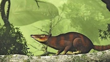 Саблезубая белка (Cronopio dentiacutus) — история открытия и особенности вида