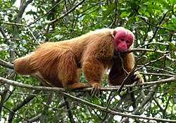 Ареал обитания саковых обезьян в Венесуэле и Гайане