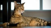 Саванна (Ашера) — особенности исключительной породы кошек