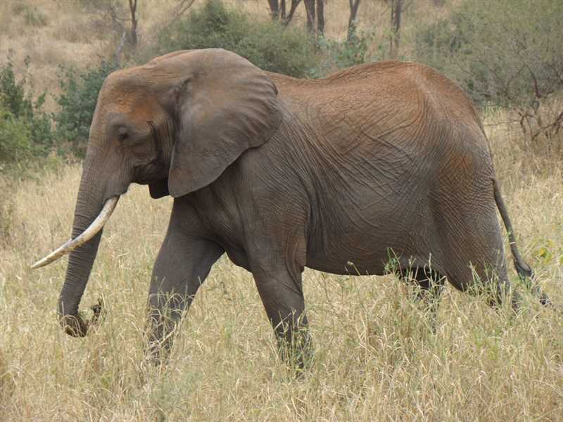 Исследования и научные открытия, связанные со саванными слонами