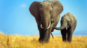 Африканские слоны (Loxodonta) — особенности их жизни
