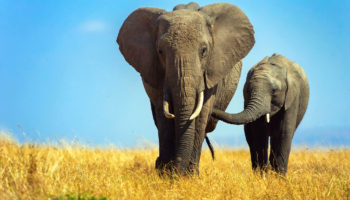 Африканские слоны (Loxodonta) — особенности их жизни