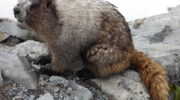Седой сурок (Marmota caligata)