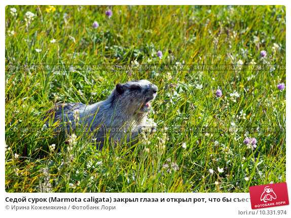 Седой сурок (Marmota caligata)