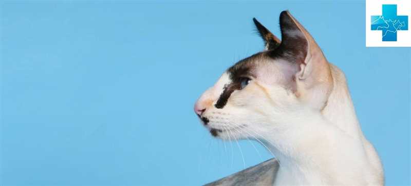 Сейшельская кошка: плюсы и минусы