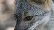 Секуранская лисица — особенности и экологическая роль