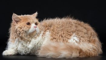 Селкирк-рекс — особенности породы кошек в таблице, история, характер, уход и содержание