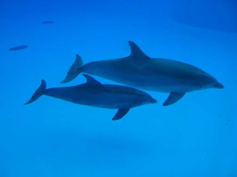 Роль эхолокации в общении дельфинов