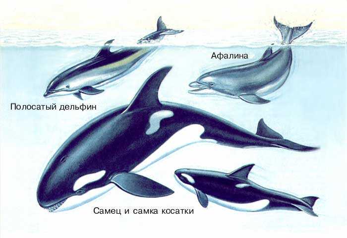 Семейство Дельфиновые, или дельфины (Delphinidae)