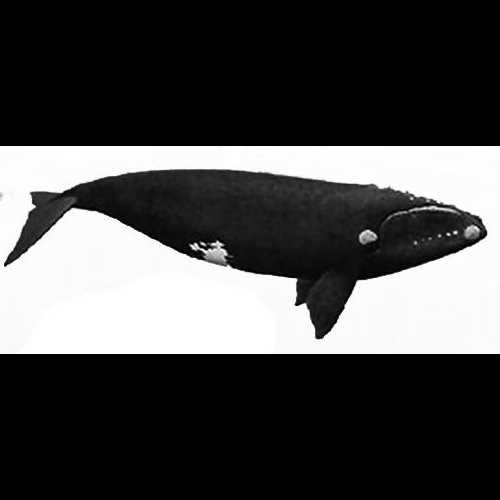 Характеристики атлантического гладкого кита: