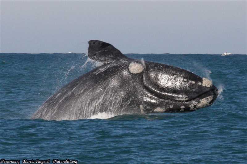 Виды гладких китов