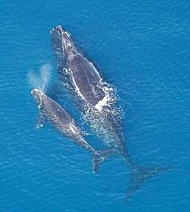 Сохранение гладких китов