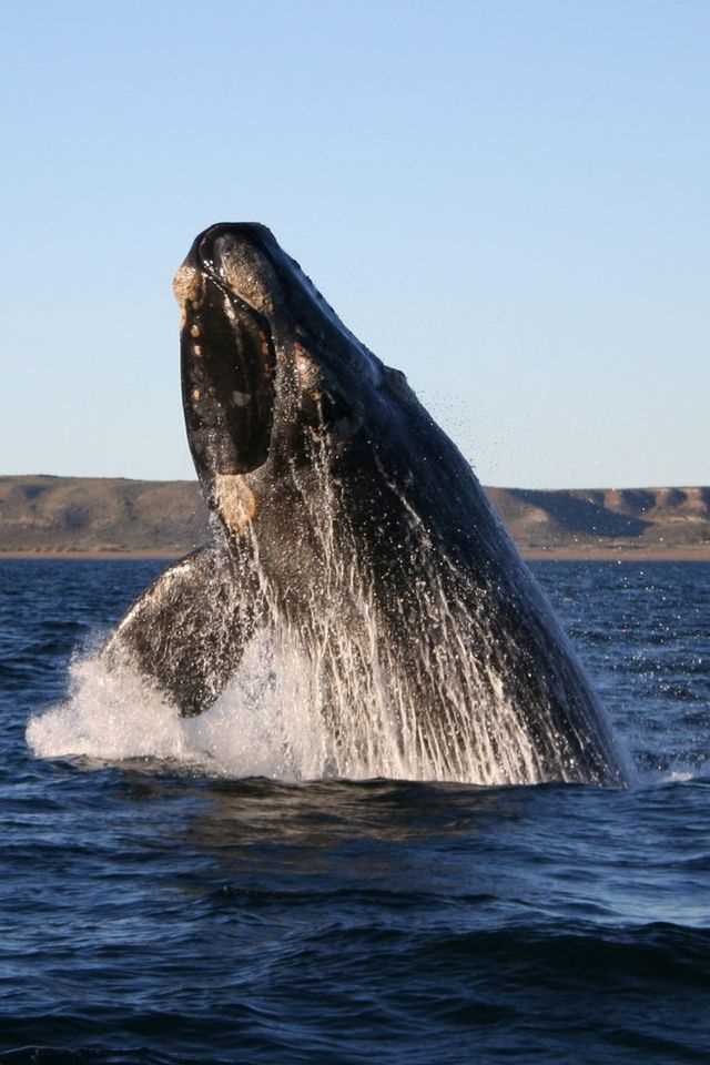 Ареал обитания гладких китов