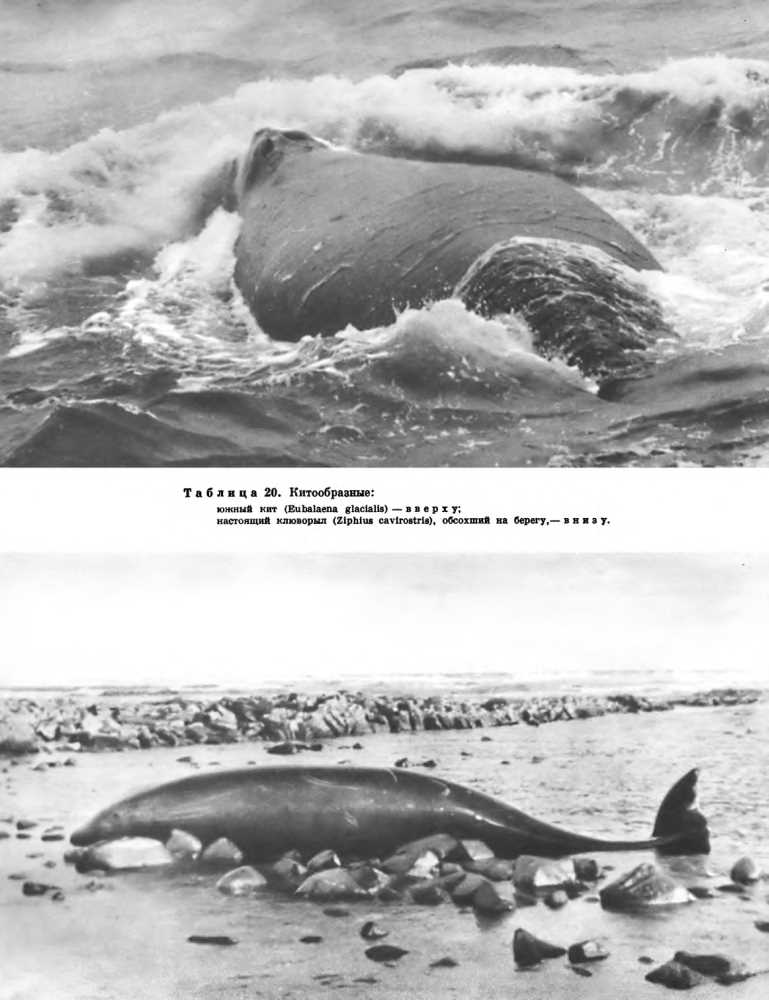 Морфология гладких китов