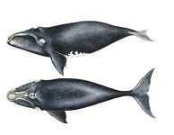 Миграции гладких китов