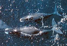 Питание гладких китов