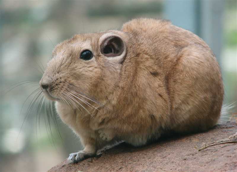 Основные виды гребнепалых крыс