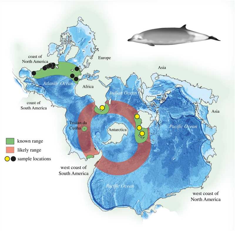 Классификация клюворыловых китов