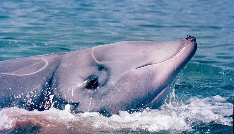 Клюворылые киты и человеческая деятельность