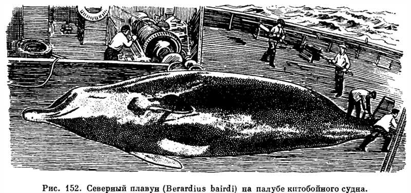 Клюворыловые, или клюворылые киты (Ziphiidae)