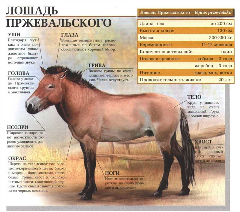 Анатомия и физиология лошадей