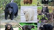 Семейство Медвежьи — особенности и разнообразие