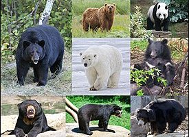 Семейство Медвежьи — особенности и разнообразие