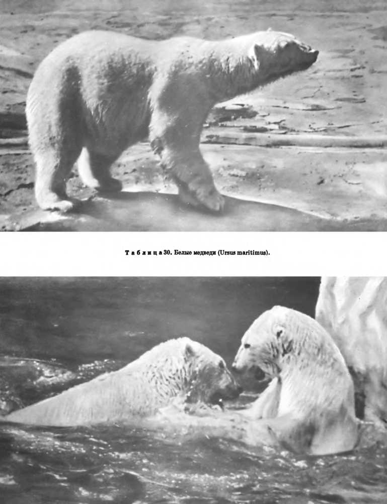 Значение медвежьих в экосистеме