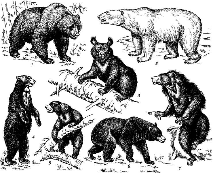 Особенности медвежьей жизни в условиях человеческого проживания