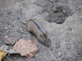 Интересные факты о семействе Мышиные (Muridae)