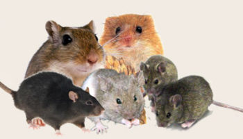 Семейство Мышиные (Muridae): рода и виды, описания, фото