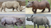 Семейство носороговых (Rhinocerotidae)