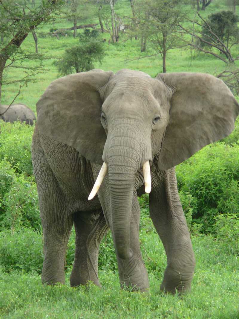 Распространение слонов