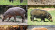 Семейство Свиные, или свиньи (Suidae) — обзор основных характеристик и видовое разнообразие