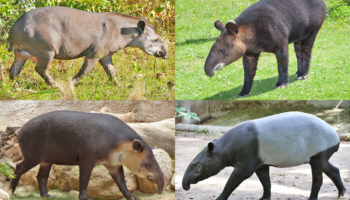 Семейство тапировые (Tapiridae)