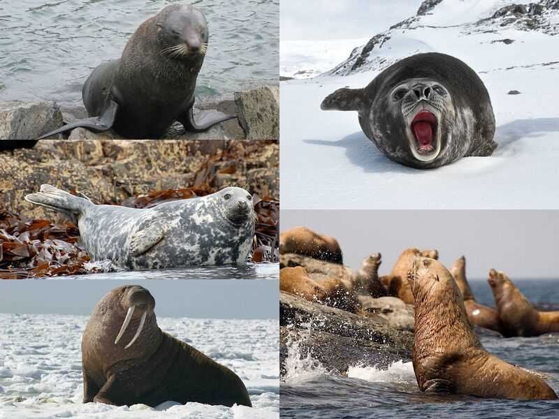 Враги и угрозы для тюленей