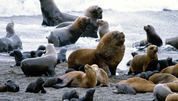 Семейство Тюлени — настоящие морские хищники