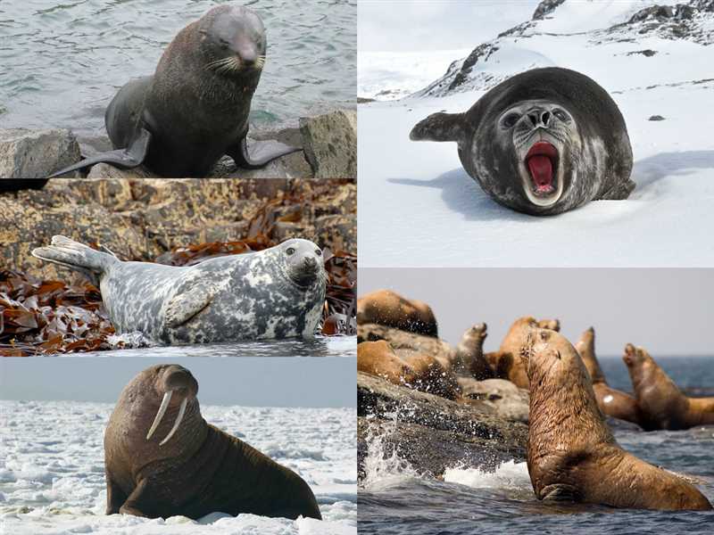 Угрозы и охрана ушастых тюленей