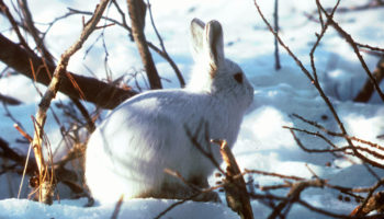 Семейство Зайцевые (Leporidae): описание родов и видов с фото в таблице, места обитания, размножение