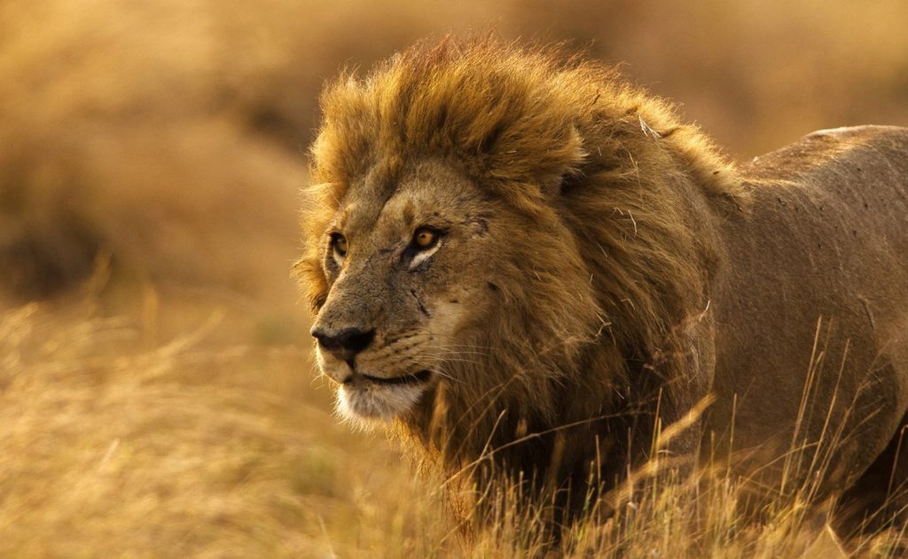 Сенегальский лев