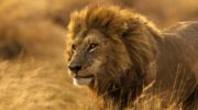Сенегальский лев, или западноафриканский лев (Panthera leo senegalensis) — особенности и распространение