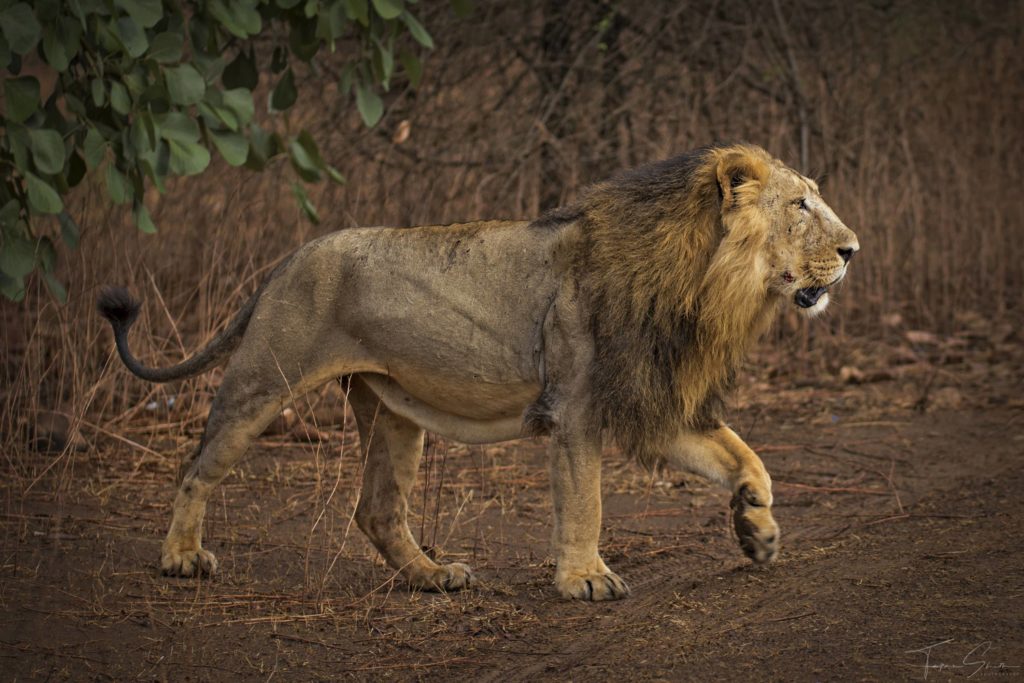 Сенегальский лев